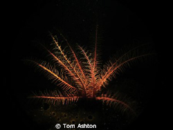 Snooted crinoid, looking theatrical. by Tom Ashton 